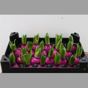 Wax Hyacinth Fuchsia