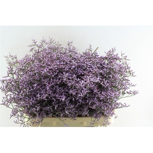 Lim Saf Lilac