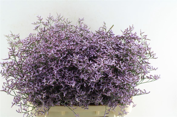 <h4>Lim Saf Lilac</h4>