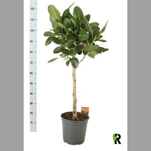 FICUS BENG AUDREY