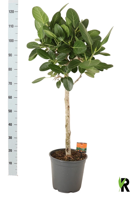 <h4>FICUS BENG AUDREY</h4>