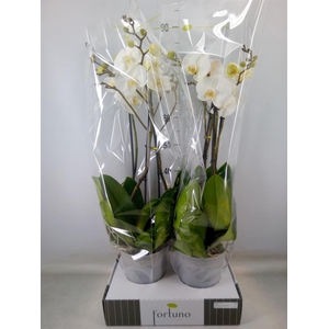 Phalaenopsis   ...white
