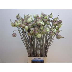 ASCLEPIAS SYRIACA