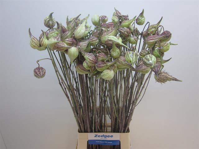 ASCLEPIAS SYRIACA