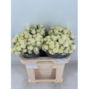 R TR MILKY WAY Water