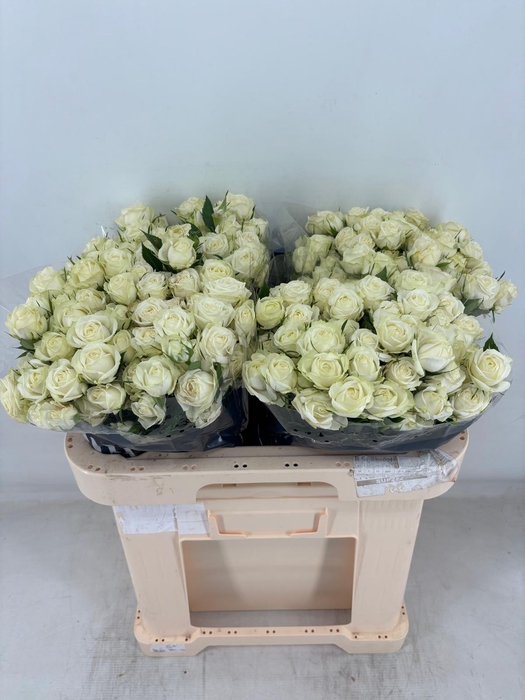 <h4>R TR MILKY WAY Water</h4>