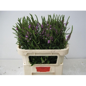 Physostegia Virginiana Ov