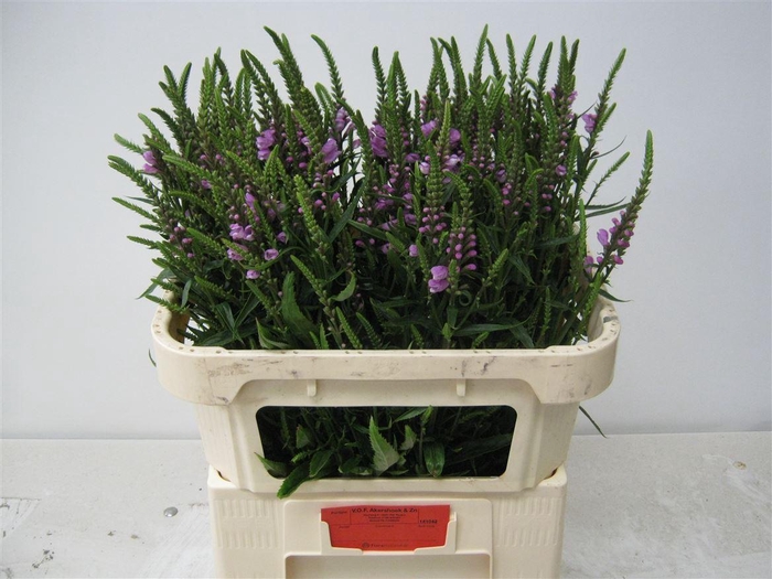 <h4>Physostegia Virginiana Ov</h4>