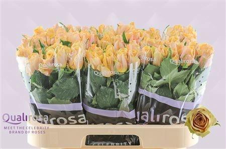 <h4>R GR GOLDEN MUSTARD</h4>