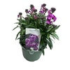 Erysimum linifolium Bowles Mauve