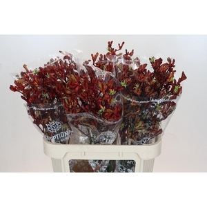 Anigozanthos Early Spring Indoor