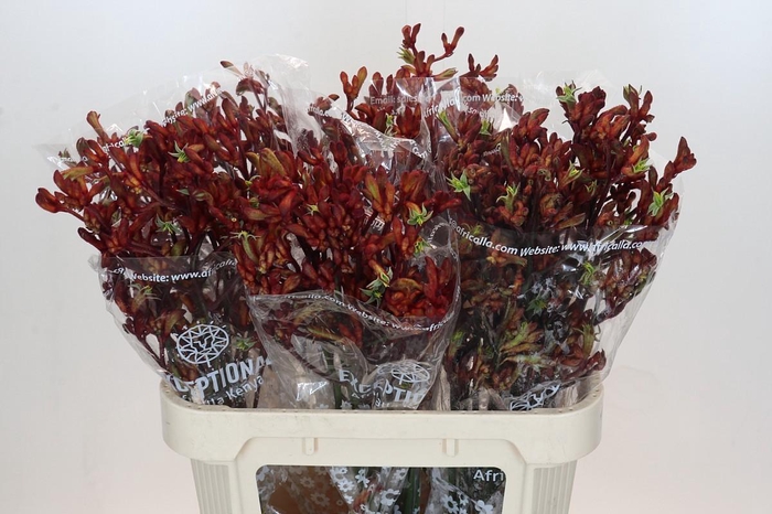 <h4>Anigozanthos Early Spring Indoor</h4>