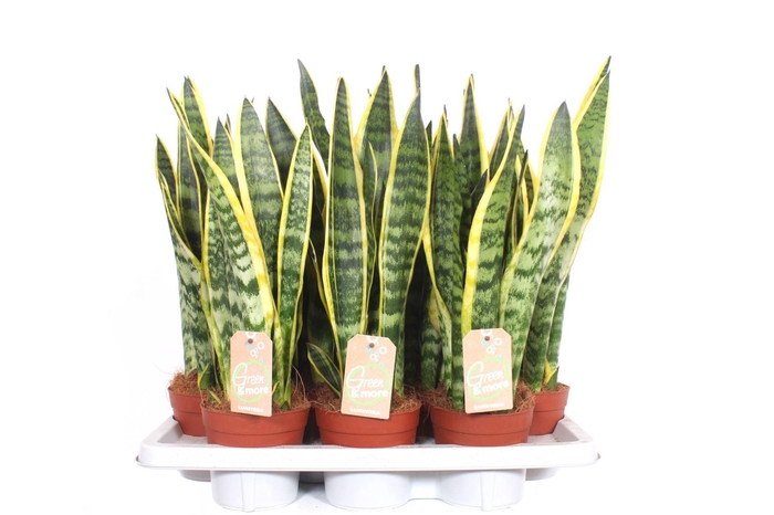 <h4>Sansevieria trifa. 'Laurentii'</h4>