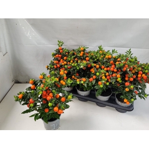 .Solanum pseudocapsicum bartoli (bes)