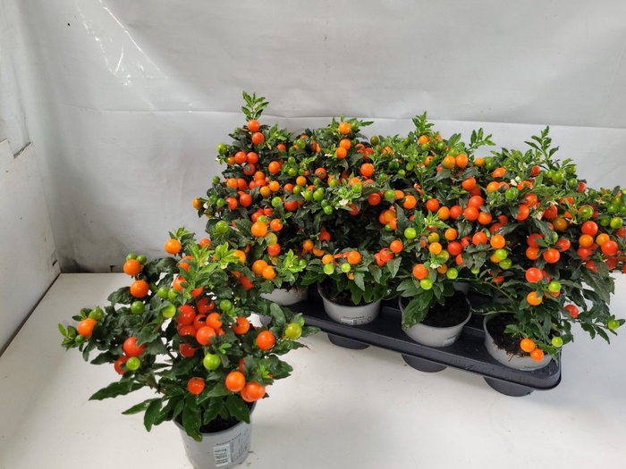 <h4>.Solanum pseudocapsicum bartoli (bes)</h4>