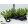 Salvia N Sens White