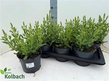 Salvia N Sens White