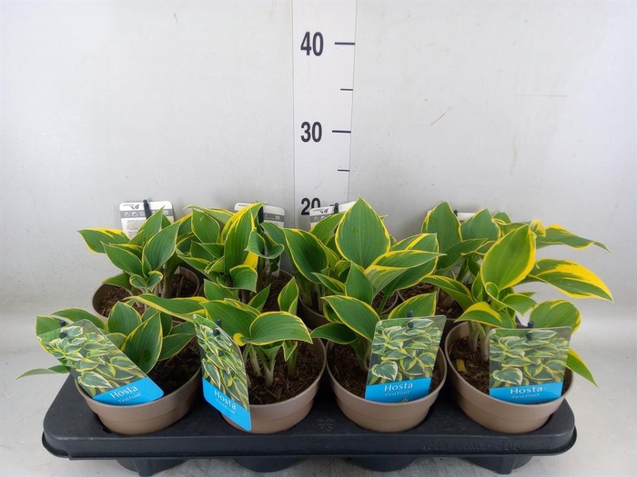 <h4>Hosta   ...</h4>