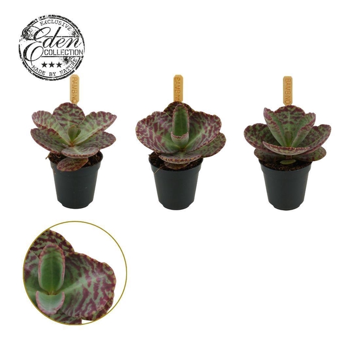 <h4>Kalanchoe Humilis 5,5cm</h4>