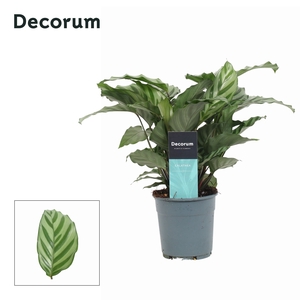 Calathea Freddie (Decorum)