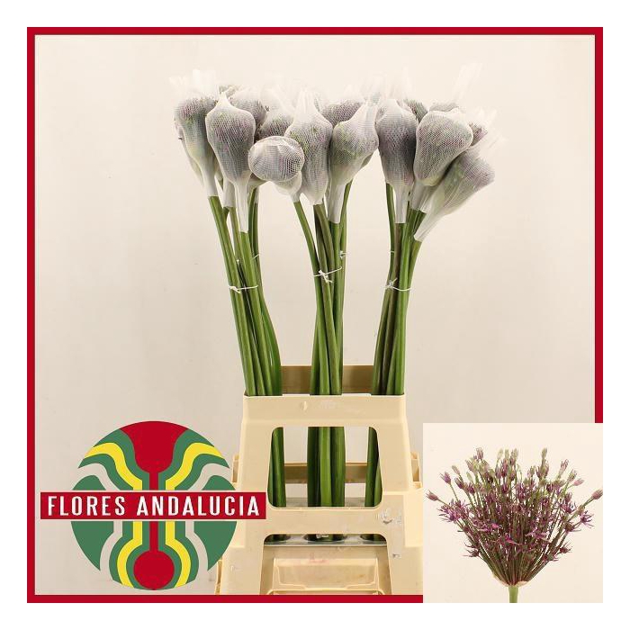 <h4>Allium Mercurius</h4>