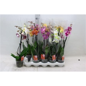 Phal Gem 2 Branche 14+