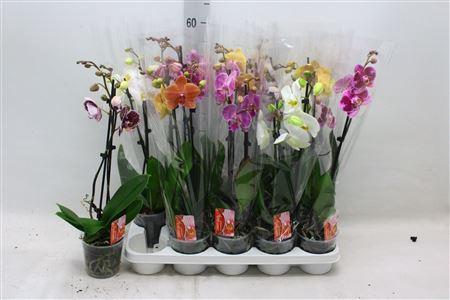 <h4>Phal Gem 2 Branche 14+</h4>