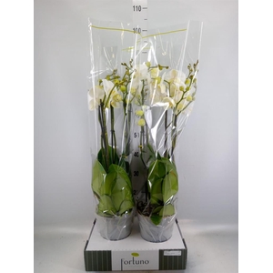 Phalaenopsis   ...white
