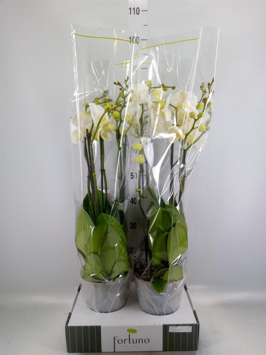 <h4>Phalaenopsis ...white</h4>