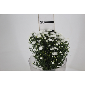 ASTER MARIANA 040 CM