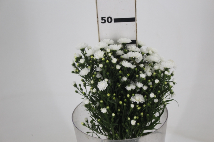 ASTER MARIANA 040 CM