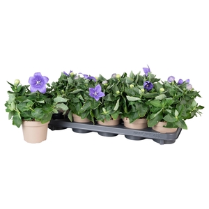 Platycodon Astra Blauw