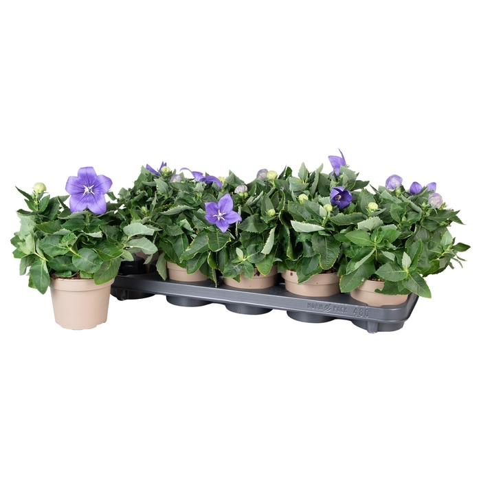 <h4>Platycodon Astra Blauw</h4>