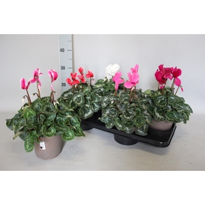 Cyclamen  Super Serie XXL Mix