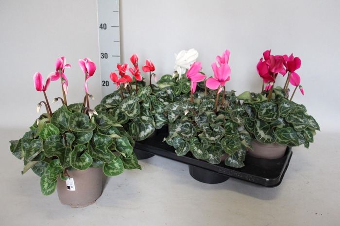 <h4>Cyclamen  Super Serie XXL Mix</h4>