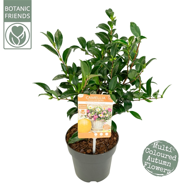 <h4>Camellia sas. 'Autumn Festival' Premium</h4>