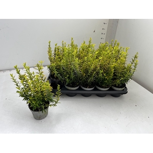 EUONYMUS JA M AUREOV