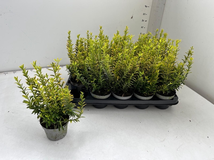 <h4>EUONYMUS JA M AUREOV</h4>
