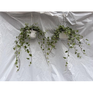 HEDERA HELIX P14
