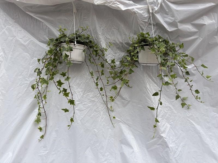 <h4>HEDERA HELIX P14</h4>