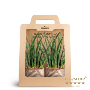 2-Pack Grove, Fernwood P7