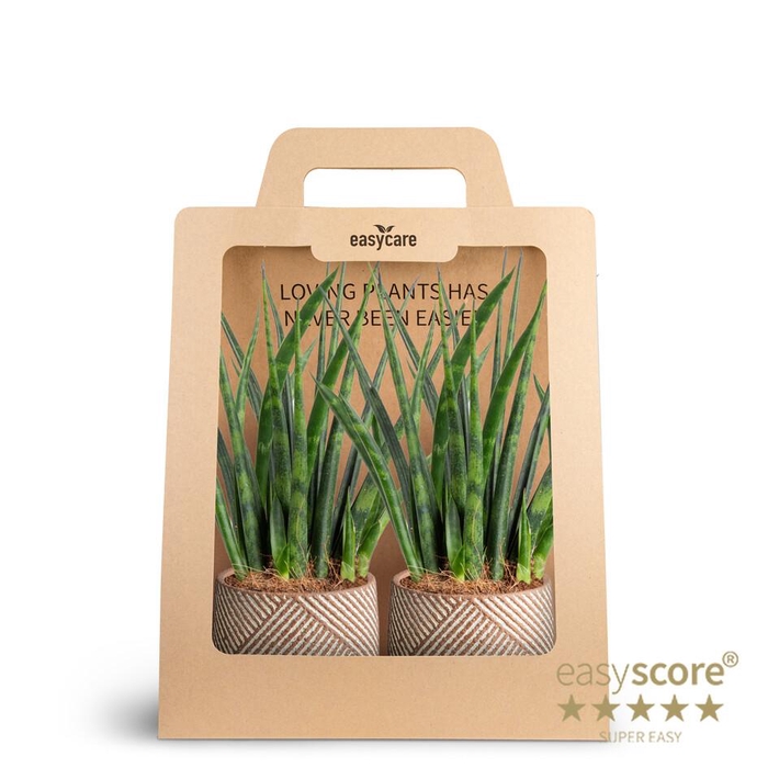 <h4>2-Pack Grove, Fernwood P7</h4>