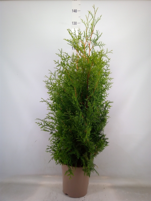 <h4>Thuja occid. 'Brabant'</h4>