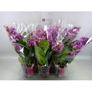 Phalaenopsis multi.   ...rose