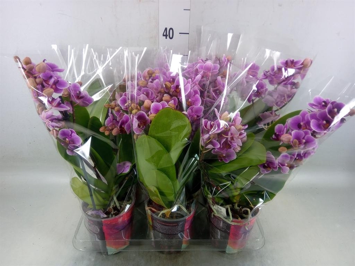 <h4>Phalaenopsis multi.   ...rose</h4>