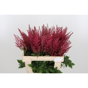 Astil Ar Else Schluc