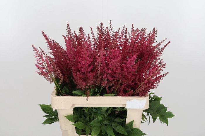 <h4>Astil Ar Else Schluc</h4>