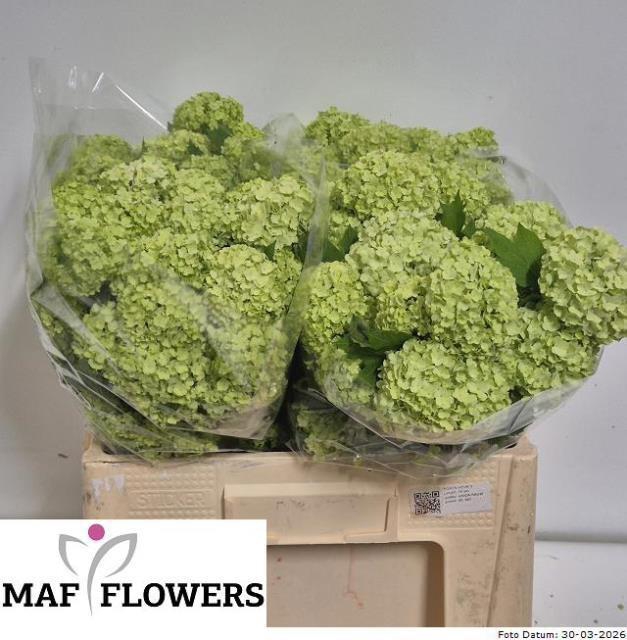 <h4>VIBURNUM ROSEUM ST</h4>