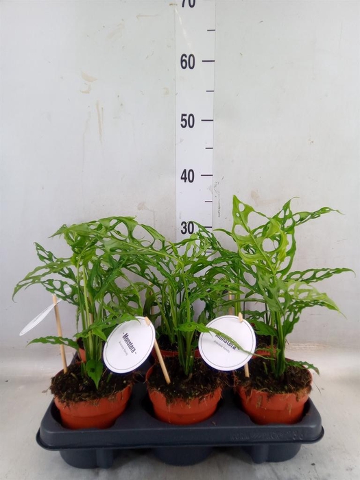 <h4>Monstera   ...</h4>