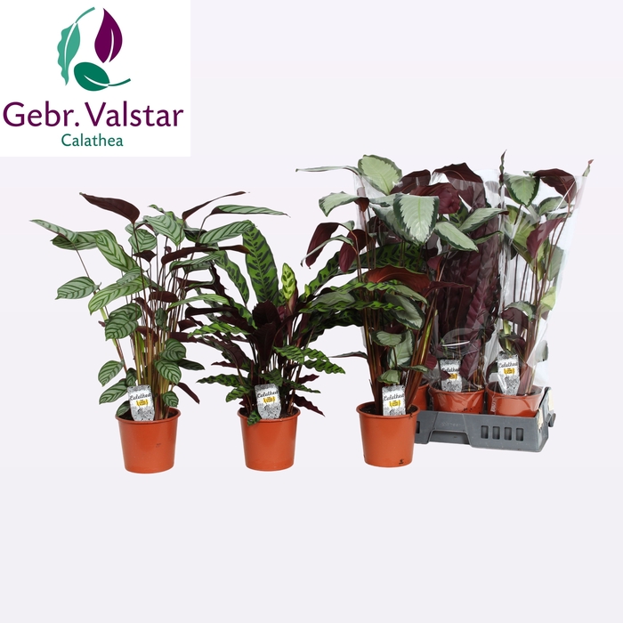 <h4>CALAT GEM 3 SRT</h4>